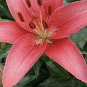 Macro pink lily with visible anthers