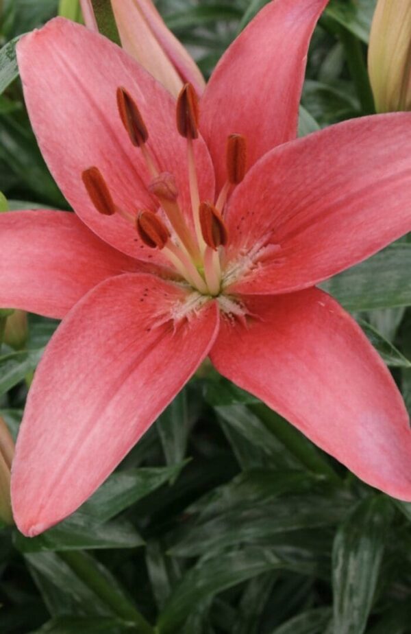 Macro pink lily with visible anthers