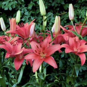 Cluster of pink lilies in garden