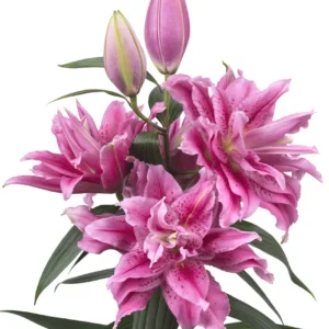 Ruffled double pink lilies with two tall buds