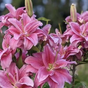 Thalissa Roselily Oriental DoubleBlast Lily