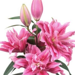Pink double oriental lilies with closed buds
