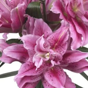 Cluster of ruffled pink lilies on stem