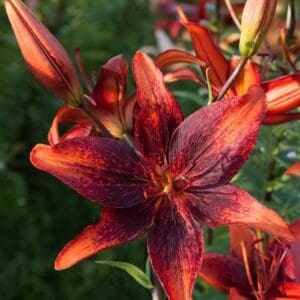 Deep red lily flower with dark accents.