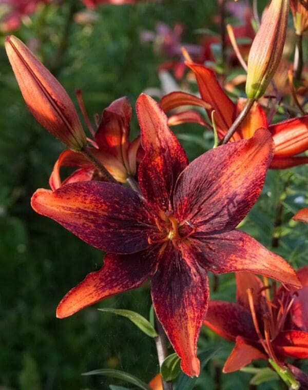 Deep red lily flower with dark accents.