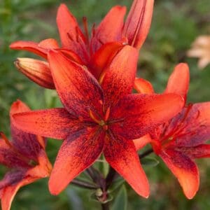 Bright red lily flowers with dark speckles.