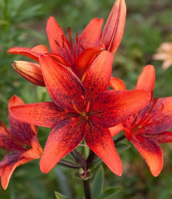 Bright red lily flowers with dark speckles.
