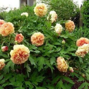 Gold Council Chamber Peony Tree       Crop Failure 2026 Spring