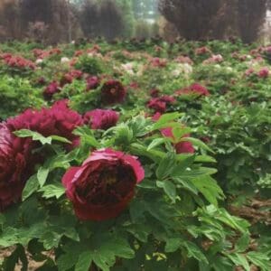 Garden's Red Sunset Bai Yuan Hong Xia Peony Tree