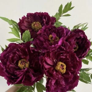 Wu Jin Yao Hui   Glossy Black Tree Peony