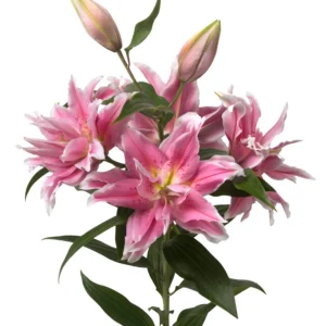 Double-petaled pink lily bouquet with buds