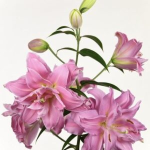 Pink double lilies with buds