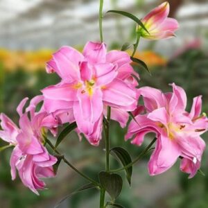 Pink lilies in bloom on green stem