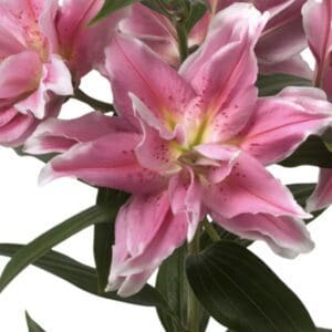 Pink Surprise Double