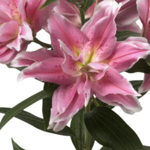Pink double lily with white-edged petals