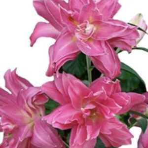 Cluster of ruffled pink double lilies
