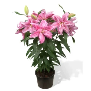 Potted pink lilies with green leaves