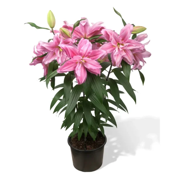 Potted pink lilies with green leaves