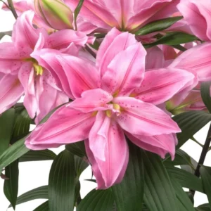 Close-up of pink lily flowers and leaves