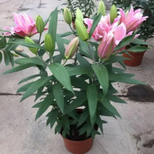 Potted pink lilies with unopened buds