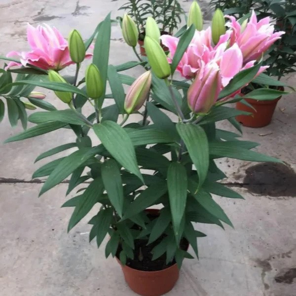 Potted pink lilies with unopened buds