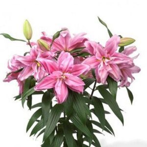 Bouquet of pink lilies with green leaves