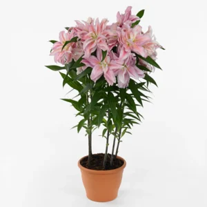 Potted pink lilies in terracotta pot