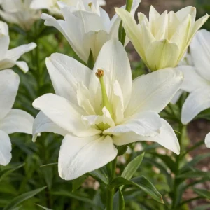 Close-up white lily bloom with green foliage