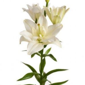 White lily stem with three blooms
