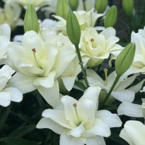 Cluster of white lilies and buds