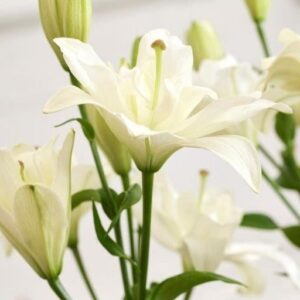 Close-up of white lilies with buds