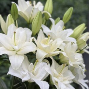 Creamy double white lilies amid unopened buds