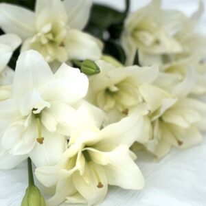 Cluster of white lily blossoms