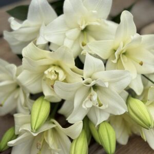 Pale star-shaped lilies surrounding green buds