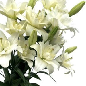 Belvedere Sold Out 2026 Spring