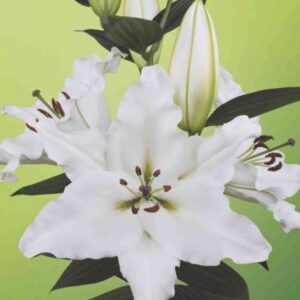 White lily bloom against green backdrop