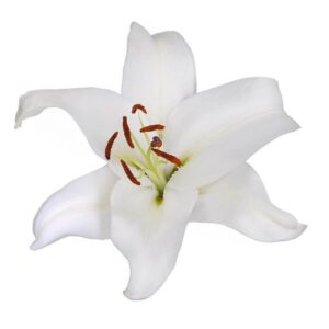 White lily flower close-up