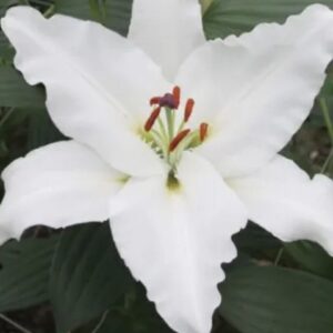 Close-up white lily with orange stamens