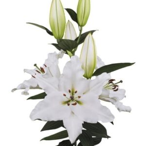 Single trumpet white lily with green buds