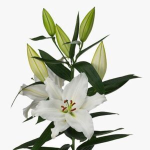White lily bloom with unopened buds
