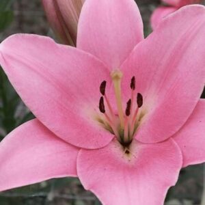 Vibrant pink lily flower close-up