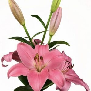 Pink lily with two open blooms and buds
