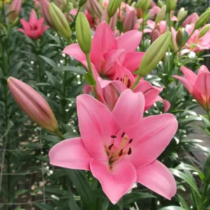 Cluster of pink lilies in greenhouse