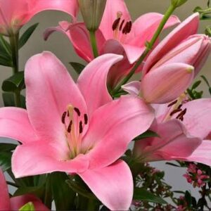 Pink Asiatic lilies in close-up bouquet