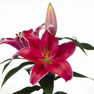 Pink lily flowers with bud and leaves
