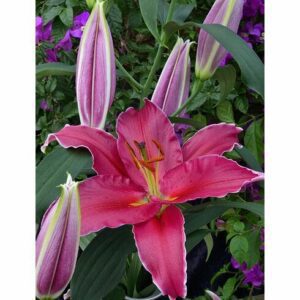 Dark pink lily with white-rimmed petals