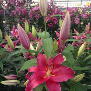 Pink lily bloom surrounded by unopened buds