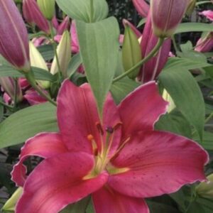 Ruffled magenta lily bloom with green buds