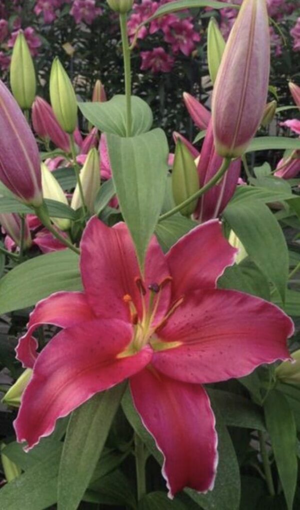 Ruffled magenta lily bloom with green buds
