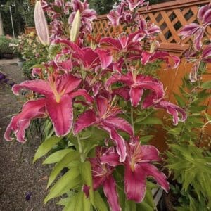 Indiana Oriental Hybrid